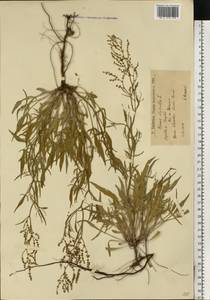 Щавель воробьиный, Щавелек L., Восточная Европа, Нижневолжский район (E9) (Россия)