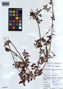 KUZ 018 129, Зверобой волосистый, Зверобой жестковолосый L., Сибирь, Алтай и Саяны (S2) (Россия)