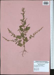 Lipandra polysperma (L.) S. Fuentes, Uotila & Borsch, Восточная Европа, Центральный район (E4) (Россия)