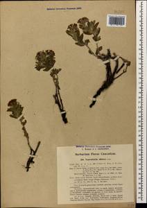 Heliotropium sibiricum (L.) J.I.M.Melo, Кавказ, Азербайджан (K6) (Азербайджан)