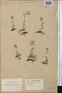 Leontopodium leontopodinum (DC.) Hand.-Mazz., Средняя Азия и Казахстан, Памир и Памиро-Алай (M2) (Узбекистан)