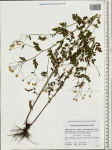 Tanacetum partheniifolium (Willd.) Sch. Bip., Кавказ, Краснодарский край и Адыгея (K1a) (Россия)