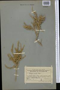 Nitrosalsola orientalis (S. G. Gmel.) Theodorova, Средняя Азия и Казахстан, Западный Тянь-Шань и Каратау (M3) (Казахстан)