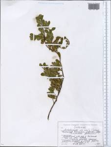 Толокнянка обыкновенная (L.) Spreng., Восточная Европа, Белоруссия (E3a) (Белоруссия)