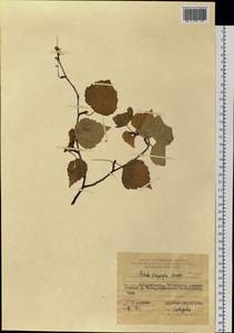 Betula pendula subsp. mandshurica (Regel) Ashburner & McAll., Сибирь, Дальний Восток (S6) (Россия)