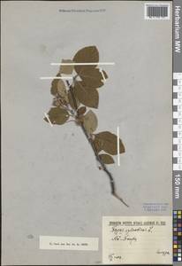 Бук лесной L., Крым (KRYM) (Россия)