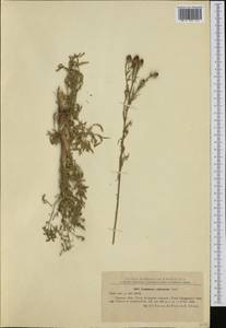 Centaurea reichenbachii DC., Западная Европа (EUR) (Румыния)