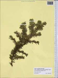 Taxus canadensis Marshall, Америка (AMER) (США)