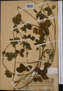 Клевер луговой L., Средняя Азия и Казахстан, Западный Тянь-Шань и Каратау (M3) (Казахстан)