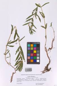 Авран лекарственный L., Восточная Европа, Московская область и Москва (E4a) (Россия)