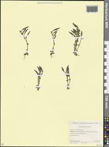 Горечавка снежная L., Кавказ, Ставропольский край, Карачаево-Черкесия, Кабардино-Балкария (K1b) (Россия)