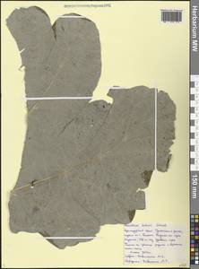 Борщевик Лескова Grossh., Кавказ, Черноморское побережье (от Новороссийска до Адлера) (K3) (Россия)