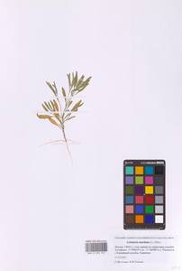 Лобулярия приморская (L.) Desv., Восточная Европа, Московская область и Москва (E4a) (Россия)