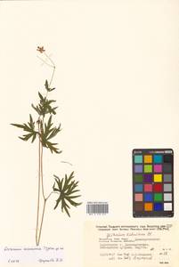 Герань даурская DC., Сибирь, Дальний Восток (S6) (Россия)