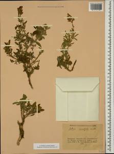 Salvia rosifolia Sm., Кавказ, Турецкий Кавказ (K7) (Турция)