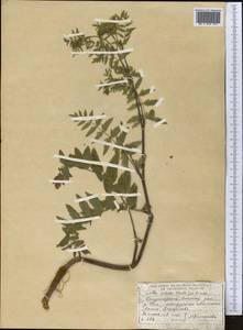 Берула прямая (Huds.) Coville, Средняя Азия и Казахстан, Джунгарский Алатау и Тарбагатай (M5) (Казахстан)