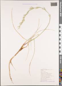 Thinopyrum bessarabicum (Savul. & Rayss) Á.Löve, Кавказ, Черноморское побережье (от Новороссийска до Адлера) (K3) (Россия)