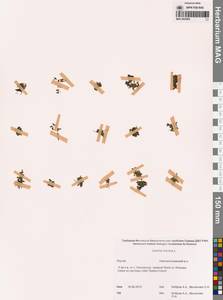 Ряска трехдольная L., Сибирь, Якутия (S5) (Россия)