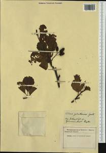 Ольха клейкая, Ольха черная (L.) Gaertn., Западная Европа (EUR)