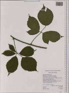Rubus rudis Weihe, Западная Европа (EUR) (Германия)