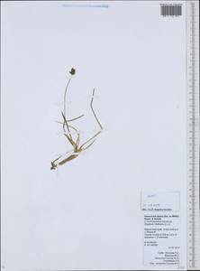 Anthoxanthum monticola (Bigelow) Veldkamp, Сибирь, Чукотка и Камчатка (S7) (Россия)