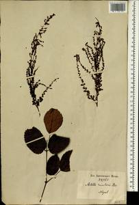 Astilbe rivularis Buch.-Ham. ex D. Don, Зарубежная Азия (ASIA) (Непал)