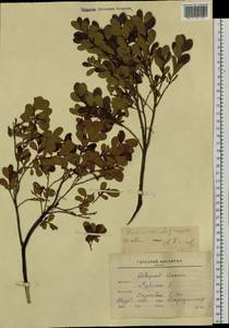 Голубика обыкновенная L., Сибирь, Дальний Восток (S6) (Россия)