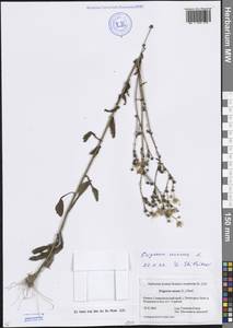 Мелколепестник однолетний (L.) Pers., Кавказ, Ставропольский край, Карачаево-Черкесия, Кабардино-Балкария (K1b) (Россия)