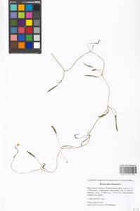 Лютик жгучий, Прыщинец L., Восточная Европа, Московская область и Москва (E4a) (Россия)