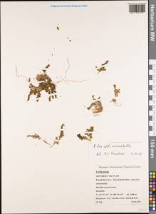 Pilea microphylla (L.) Liebm., Зарубежная Азия (ASIA) (Вьетнам)