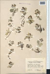Astragalus aschuturi B. Fedtsch., Средняя Азия и Казахстан, Западный Тянь-Шань и Каратау (M3) (Узбекистан)