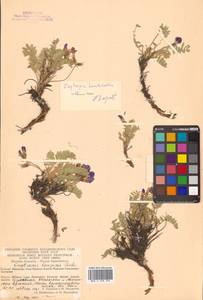 Остролодочник камчатский Hultén, Сибирь, Чукотка и Камчатка (S7) (Россия)