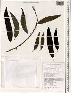 Debregeasia longifolia (Burm. fil.) Wedd., Зарубежная Азия (ASIA) (Вьетнам)