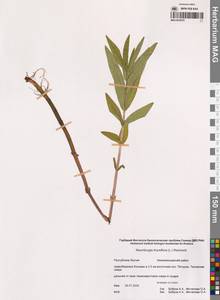 Вербейник кистецветный, Кизляк кистецветный L., Сибирь, Якутия (S5) (Россия)