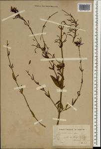 Centranthus longiflorus subsp. longiflorus, Зарубежная Азия (ASIA) (Турция)