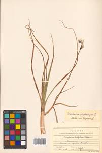 Eriophorum angustifolium subsp. angustifolium, Сибирь, Дальний Восток (S6) (Россия)