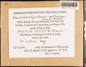 Rhaphidorrhynchium callidum (Mont.) Broth., Гербарий мохообразных, Мхи - Америка (BAm) (Чили)