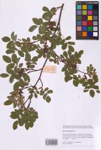 Шиповник майский Herrm., Восточная Европа, Московская область и Москва (E4a) (Россия)