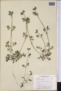 Nemophila parviflora Dougl. ex Benth., Америка (AMER) (Канада)