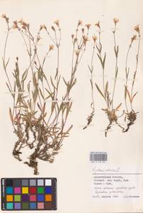 Silene orientalimongolica Kozhevn., Восточная Европа, Северный район (E1) (Россия)