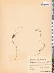 Лютик распростертый, Лютик стелющийся L., Сибирь, Чукотка и Камчатка (S7) (Россия)