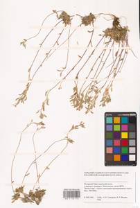 Крупка, Сибирь, Западная Сибирь (S1) (Россия)