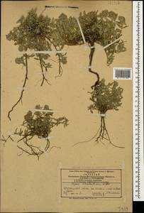 Thymus pannonicus All., Кавказ, Азербайджан (K6) (Азербайджан)