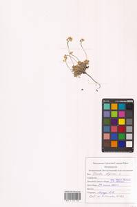 Крупка альпийская L., Восточная Европа, Северный район (E1) (Россия)