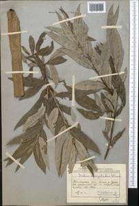 Ива Гмелина, Ива шерстистопобеговая Pall., Средняя Азия и Казахстан, Северный и Центральный Казахстан (M10) (Казахстан)