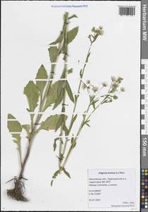 Мелколепестник однолетний (L.) Pers., Восточная Европа, Московская область и Москва (E4a) (Россия)