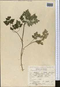 Chaerophyllum nodosum (L.) Crantz, Средняя Азия и Казахстан, Западный Тянь-Шань и Каратау (M3) (Киргизия)