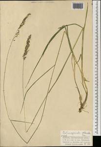 Вейник притупленный, Вейник тупоколосковый Trin., Монголия (MONG) (Монголия)