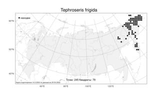 Tephroseris frigida, Пепельник холодный (Richardson) Holub, Атлас флоры России (FLORUS) (Россия)