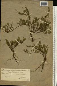 Тимьян Палласа, Чабрец Палласа Heinr.Braun, Восточная Европа, Нижневолжский район (E9) (Россия)